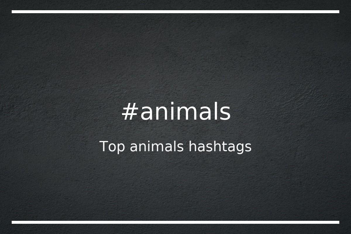 Top 100 animal hashtags (#animal) - hashtagmenow.com