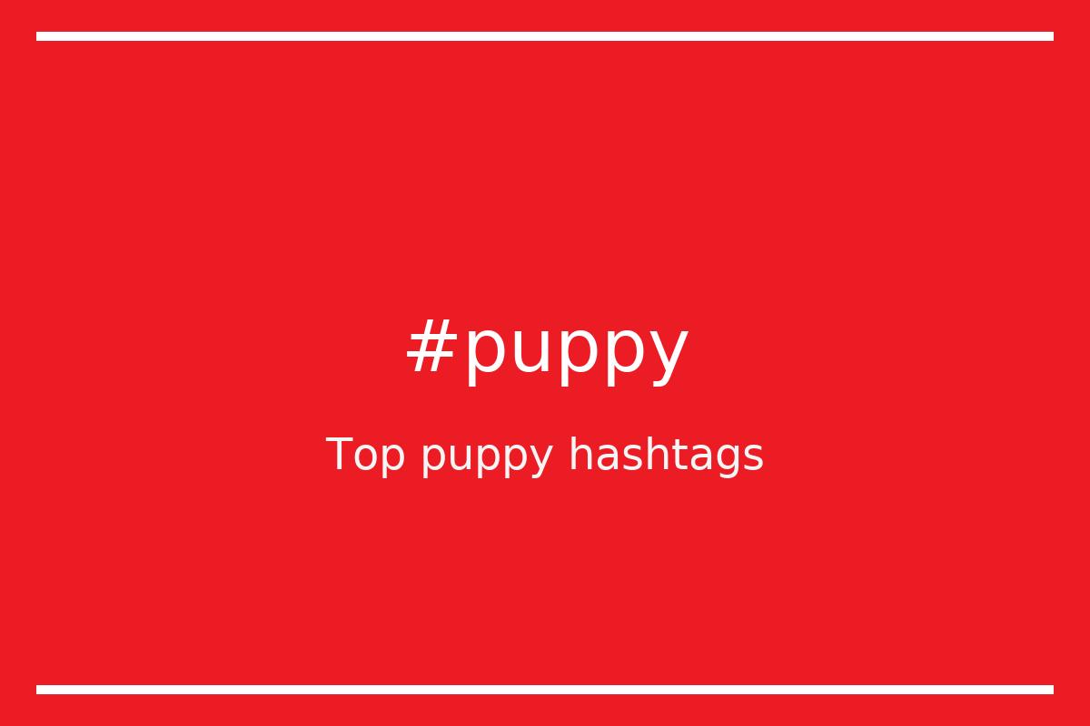 Top 100 dog hashtags (dog)