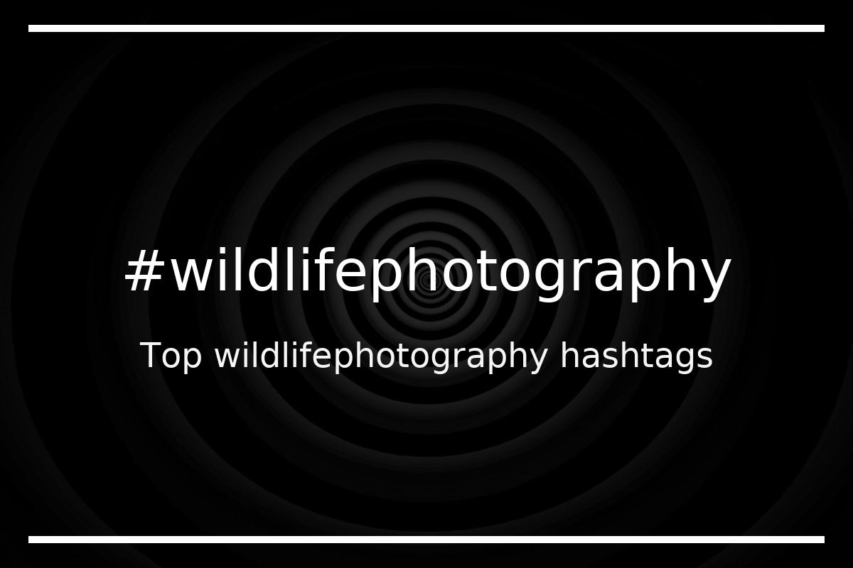 Top 100 wildlife hashtags (wildlife)